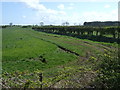 Crop field and hedgerow in NE66 3HG