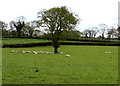 Sheep near a tree in Carmarthenshire in SA18 2DY