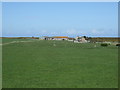 Grazing towards Dunstan Square in Craster