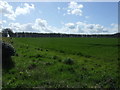 Crop field towards Mustardhill Plantation in NE66 3SZ