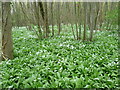 Ramsons in Loverswalk Wood in CT3 1PF