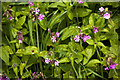 Red Campion - Silene dioca in PR3 2JL