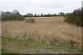 Sea of reeds near Wicken Fen in CB7 5YQ