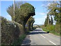 Trees shaped by the traffic, B4361 near Bircher in SY8 4JA
