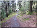 Marin Trail single track in LL24 0DR