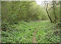 Path into Jeffery's Copse in RG23 7DY