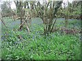 Bluebells in Jeffery's Copse in RG23 7DY