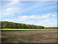 Flowering oilseed rape crop near Cockley Cley in PE37 8BP