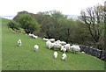 Sheep and lambs above Abercrave Woods in SA9 1TJ