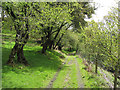 Path through Abercrave Woods in SA9 1TJ