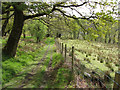Path through Abercrave Wood in SA9 1YU