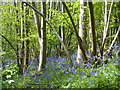 Bysing Wood, near Faversham in ME13 7FZ
