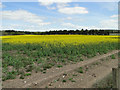 Oilseed rape in varying degrees of maturity in PE37 8BP