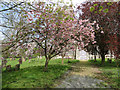 Flowering cherry and copper beech in Hilborough churchyard in Hilborough
