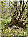 Tree  in Bysing Wood near Faversham in ME13 7FZ