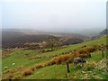 Sheep, mist and moor in ST13 8UH