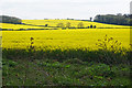 Fields of oil seed rape near Alwalton in PE7 3UR