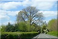 Magnificent tree on the edge of Ludford in SY8 4DS