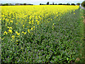 Flowering oilseed rape near Honeypot Farm in IP26 5AW