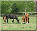 Mares and foals by Westgate Farm, Hilborough in IP26 5BN