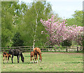 Mares and foals and flowering trees by Westgate Farm, Hilborough in IP26 5BN