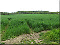 Wheat crop field by Great Cressingham in Great Cressingham