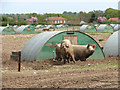 Free-range pigs by Water End Farm in Great Cressingham