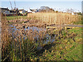 Pond dipping platform and reed beds in CA5 6AP
