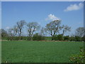 Crop field near Dissington Lane House in NE15 0HE