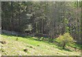 Gate at plantation edge, Harehead Hill in TD7 5LX