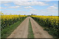Footpath through a field of Rape in LN11 0TX
