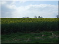 Oilseed rape crop east of Stamfordham in NE18 0PL