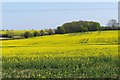 Field of rape near Middle Claydon in MK18 2LE