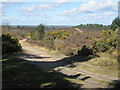 Sandy track on Hankley Common in GU8 6QW
