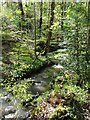 Limb Brook running through Ecclesall Woods in S11 9NH