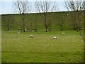 Sheep Grazing on the Embankment of Queen Mother Reservoir in SL3 8PT