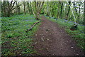 Path in Leigham Wood in PL6 8LH