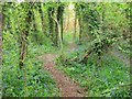 Bluebell path, Leavenheath in CO6 4PF