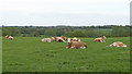 Cows in field, Gravel Hill, Stoke-by-Nayland in CO6 4RX