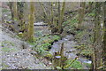 Tributary of the River Plym, Common Wood in PL6 7FH