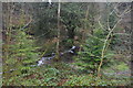 Woodland stream, Common Wood in PL6 7FH