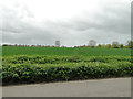 Barley field part of Spalding's Farm, Thornham in Thornham Magna