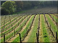 Vineyard by Bodiam Road in TN18 5NT