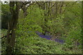 Bluebells in Long Bottoms Shaw in TN14 7PQ