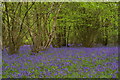 Bluebells in Birches Croft in TN14 7PQ