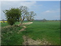 Crop field and trees in Matfen