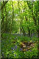 Bluebells in Sutton Shaw in CM13 3QW