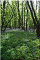 Hornbeam & Bluebells in Highfield Wood in CM13 3QW