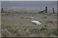 Whooper Swan (Cygnus cygnus), Northdale in ZE2 9ED