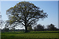Large tree in Ickworth Park in IP29 5PL